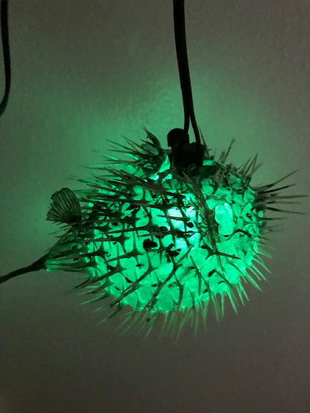 8"-9" Puffer Fish Lamp Color Changing