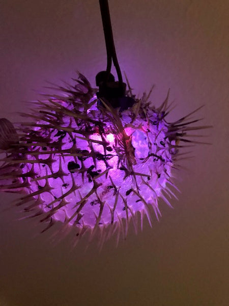 NEW 17"-18" Puffer Fish Lamp w/ green LED Light Tiki bar Smokin Tikis