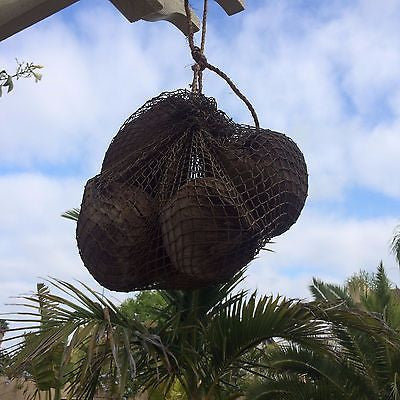 New Fishnet Sack of Coconuts Smokin Tikis Hawaii tiki bar mug decor  M27a