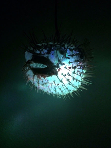 NEW 10" Puffer Fish Lamp w/color changing LED Light Tiki bar Smokin Tikis n26