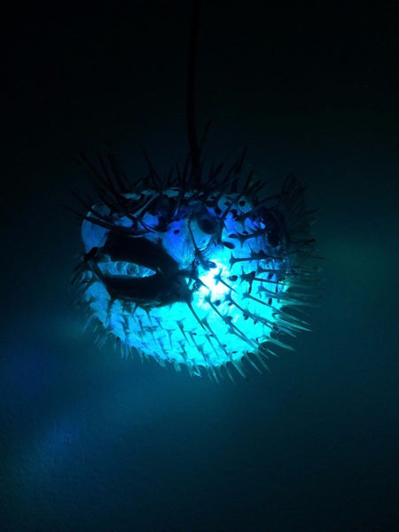 NEW 10" Puffer Fish Lamp w/color changing LED Light Tiki bar Smokin Tikis n26