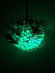 NEW 4"-5" Puffer Fish Lamp w/color changing LED Light Tiki bar Smokin Tikis