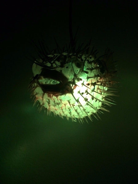 NEW 4"-5" Puffer Fish Lamp w/color changing LED Light Tiki bar Smokin Tikis