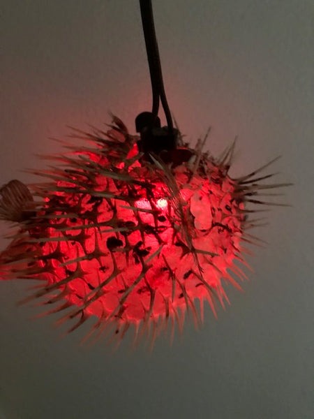 8"-9" Puffer Fish Lamp Color Changing